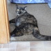 Angelina mit Babybauch (8 Kitten)