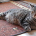 Tiffany mit Babybauch 2008