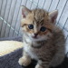 Gino mit 4 Wochen, Nikita´s Baby...