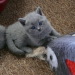 Vegas mit 4 Wochen, Nikita´s Bab...