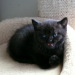 Gini, mit 5 Wochen, Tiffany´s Ba...