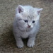 Filou, mit 5 Wochen, Tiffany´s B...