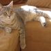 Filou, Sohn von Tiffany