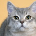 Shanti, Sohn von Tiffany
