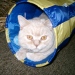 Duncan in der Rolle