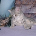 Baby Nicki 2006