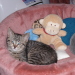 Tiffany mit Äffchen