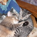 Nico und Tiffany schlafend