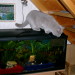 Sissy beim beobachten der Fische