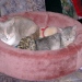 Lexie und Nicki schlafend