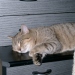 Nico schlafend auf dem Schrank