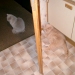 Duncan und Sissy beim Versteckspi...