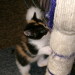 Aimee´s Tochter Angel 2006