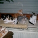 Alle 4 Babies von Aimee und Nicki...