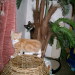 Aimee´s Söhne Tiger und Joe bei...