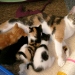 Aimee und ihre Babies 2006