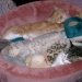 Aimees Babies und Nikita schlafen...