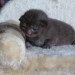 Becky´s Babies 2007