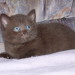 Becky´s Sohn Kenai