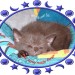 Becky´s Katerchen Kenai schlafend