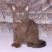Becky´s Sohn Kenai 10 Wochen alt