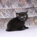 Becky´s Sohn Murphy