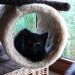 Becky´s Katerchen Murphy