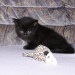Becky´s Katerchen Murphy mit Maus