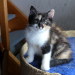 Minou 10 Wochen alt