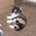 Minou 6 Wochen alt