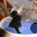 Aimee´s Leo 5 Wochen mit Papa Nico