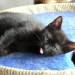 Aimee´s Leo 8 Wochen alt