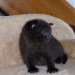 Aimees´s Leo 3 Wochen alt