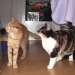 Minou mit ihrer Freundin, halbes ...