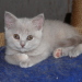 Kimberly 8 Wochen alt