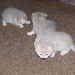 Nikita´s Babies 2 Wochen alt