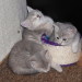 Nikita´s Babies 9 Wochen alt