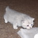 Nikita´s Emily, 3 Wochen