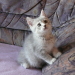 Nikita´s Emily, 9 Wochen