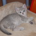 Nikita´s Leila, 7 Wochen