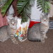 Aimee´s Katerchen 12 Wochen alt