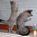 Frodo und Tiffany beim Fangen ein...