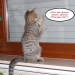 Frodo sucht die kleine Mini-Fliege