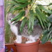 Lilly, 8 Wochen alt