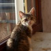 Lilly, 12 Wochen alt