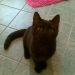 Callisto, Tochter von Nikita