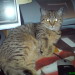 Frodo, Sohn von Aimee