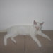 Leopold, Pflegekitten von 2006