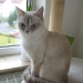 Lucy, Pflegekitten von 2006