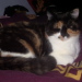 Minou mit 7 Monaten